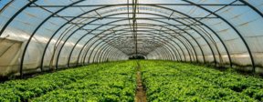 Rows of crops inside a greenhouse